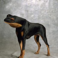 Pibata