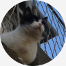 Kretex_the_dragonic_Cat