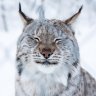 MistLynx