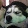 JACGohu