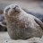 selkiesoul