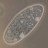 paramecium
