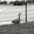 zdarkbrz_816