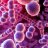 Streptococcus