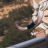 Izaya_Onisai