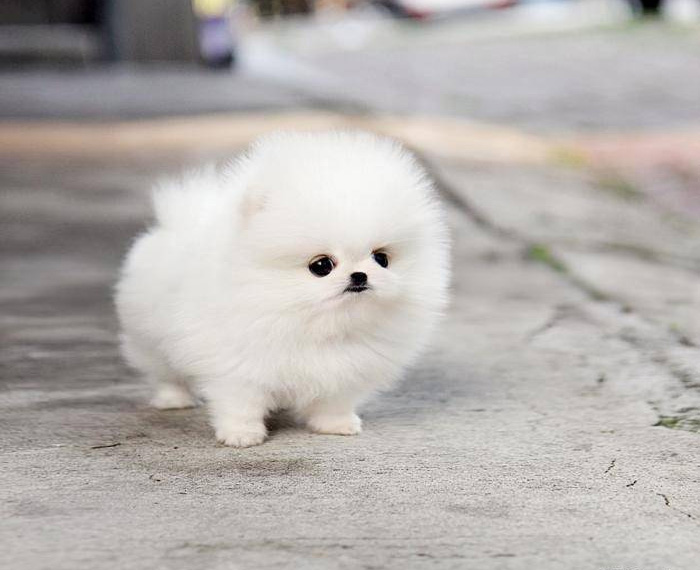 cute-fluffy-animals-coverimage.jpg
