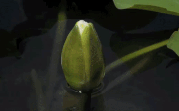 WwCc8Fh.gif