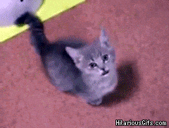 8K76hPz.gif