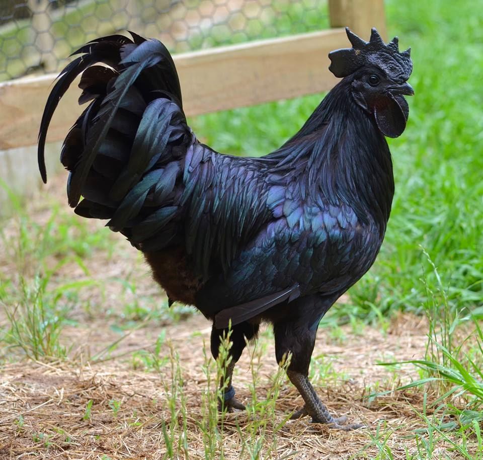 CEMANI-BlackChicken.jpg