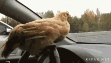 tenor.gif