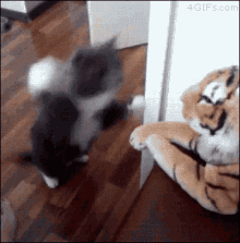 cat-punch.gif