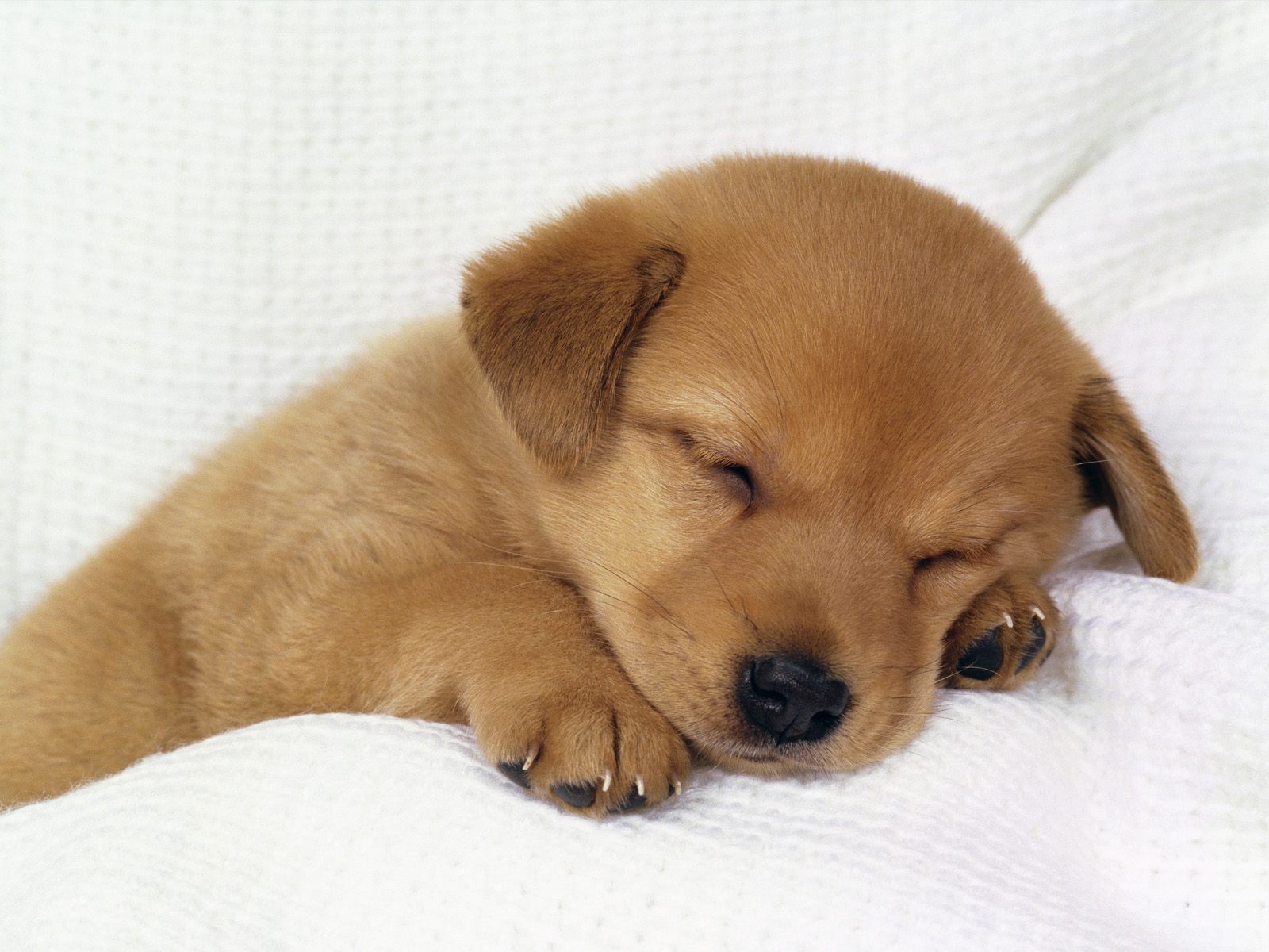cute-baby-dog.jpeg