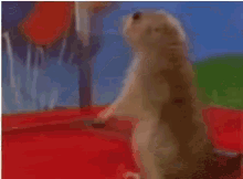 tenor.gif