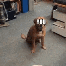 tenor.gif